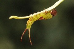 Hvit gaffelstjert (Furcula bicuspis)