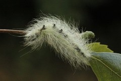 Hvitt kveldfly (Acronicta leporina)