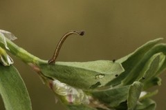 Purpurengmåler (Idaea muricata)