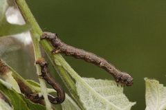 Spinnermåler (Colotois pennaria)
