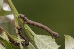 Feathered Thorn (Colotois pennaria)