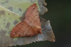 Feathered Thorn (Colotois pennaria)