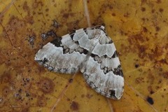 Svartflekket olivenmåler (Colostygia pectinataria)