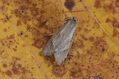 November Tubic (Diurnea lipsiella)