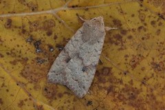 Bølgelinjet høstfly (Agrochola circellaris)