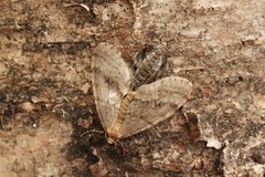 Northern Winter Moth (Operophtera fagata)