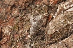 Northern Winter Moth (Operophtera fagata)