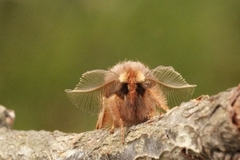 Plumed Prominent (Ptilophora plumigera)