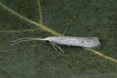 Coleophora hemerobiella