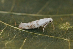 Cedestis subfasciella