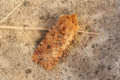 Dotted Chestnut (Conistra rubiginea)