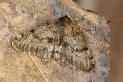 Marsmåler (Phigalia pilosaria)