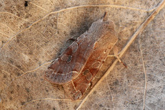 Clouded Drab (Orthosia incerta)
