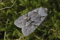 Porskappefly (Lithophane lamda)