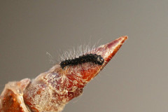 December Moth (Poecilocampa populi)