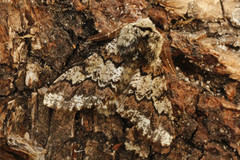 Oak Beauty (Biston strataria)