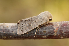 Lead-coloured Drab (Orthosia populeti)
