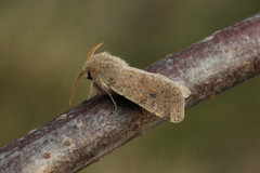Small Quaker (Orthosia cruda)
