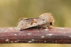 Hebrew Character (Orthosia gothica)