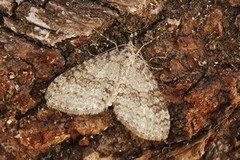 Early Tooth-striped (Trichopteryx carpinata)
