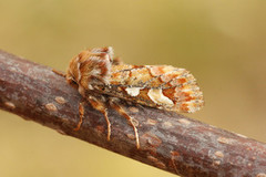 Furufly (Panolis flammea)