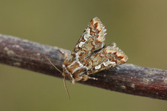 Furufly (Panolis flammea)