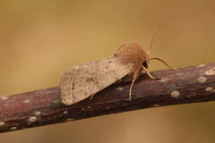 Tverrlinjet seljefly (Orthosia cerasi)