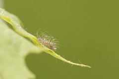 Dotted Chestnut (Conistra rubiginea)