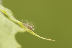 Gult flatfly (Conistra rubiginea)