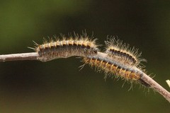 Hagtornspinner (Trichiura crataegi)