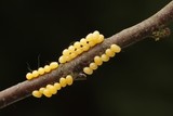 Vårspinner (Endromis versicolora)