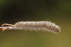December Moth (Poecilocampa populi)