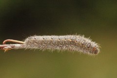 Høstspinner (Poecilocampa populi)