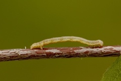 Bøkeflikmåler (Ennomos quercinaria)