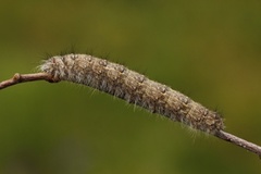 December Moth (Poecilocampa populi)