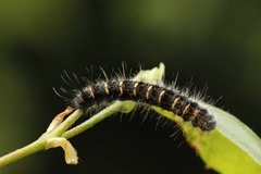 Pale Eggar (Trichiura crataegi)