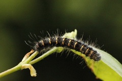 Hagtornspinner (Trichiura crataegi)