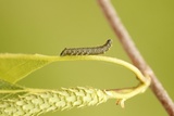 Vårspinner (Endromis versicolora)