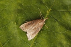 Humlenebbfly (Hypena rostralis)