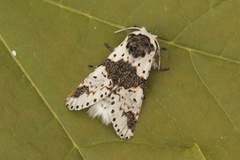 Hvit gaffelstjert (Furcula bicuspis)