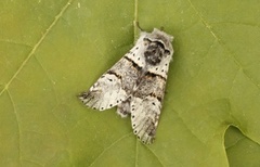 Poplar Kitten (Furcula bifida)