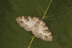 Small Seraphim (Pterapherapteryx sexalata)