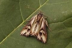 Purple Cloud (Actinotia polyodon)