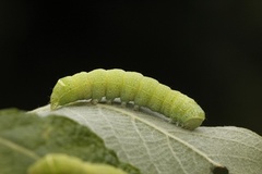 Tverrlinjet seljefly (Orthosia cerasi)