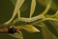 Clouded Drab (Orthosia incerta)