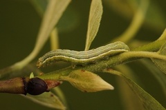 Variabelt seljefly (Orthosia incerta)