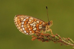 Bog Fritillary (Boloria eunomia)
