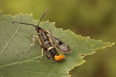 Bjørkeglassvinge (Synanthedon scoliaeformis)