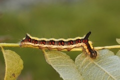 Psikveldfly (Acronicta psi)