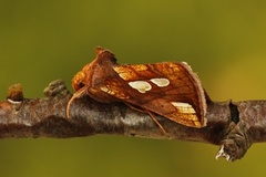 Langstreket metallfly (Plusia festucae)